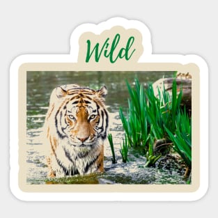 Wild Tiger / Tigress T Shirts Sticker
